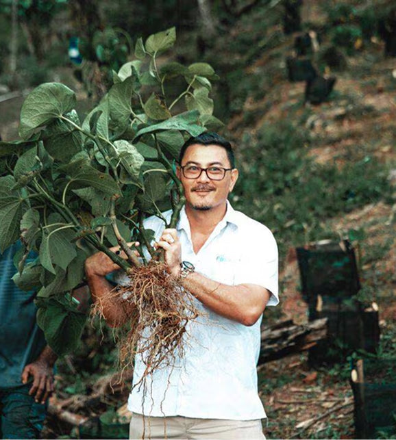 Noble Kava vs Tudei Kava: What's the Difference and Why It Matters
