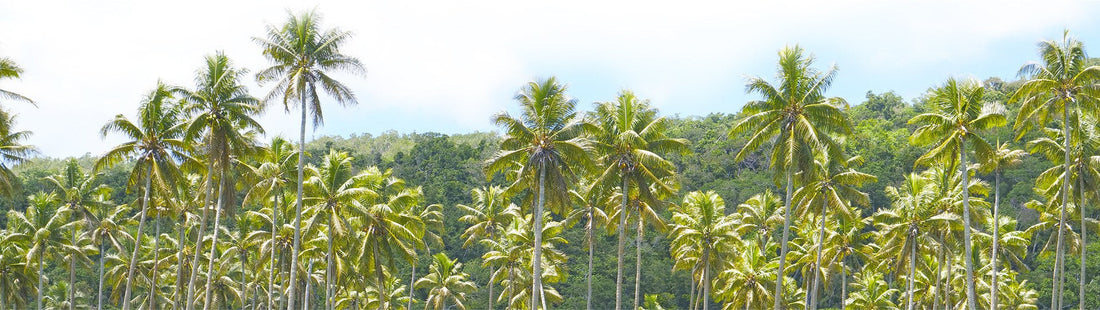 Coconut palms in Fiji, the traditional home of kava