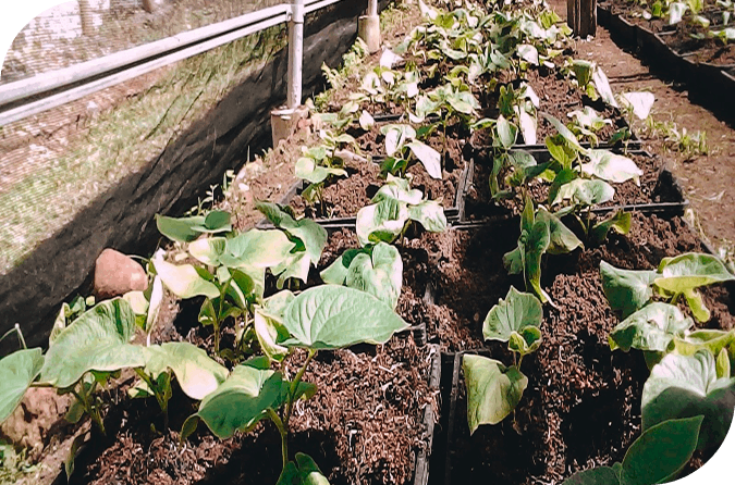 Kavalactones Explained: The Active Compounds Behind Kava's Calm