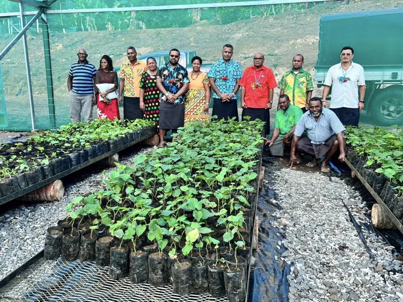 What Makes FijiKava Different? Farm-to-Shelf Noble Kava From Fiji