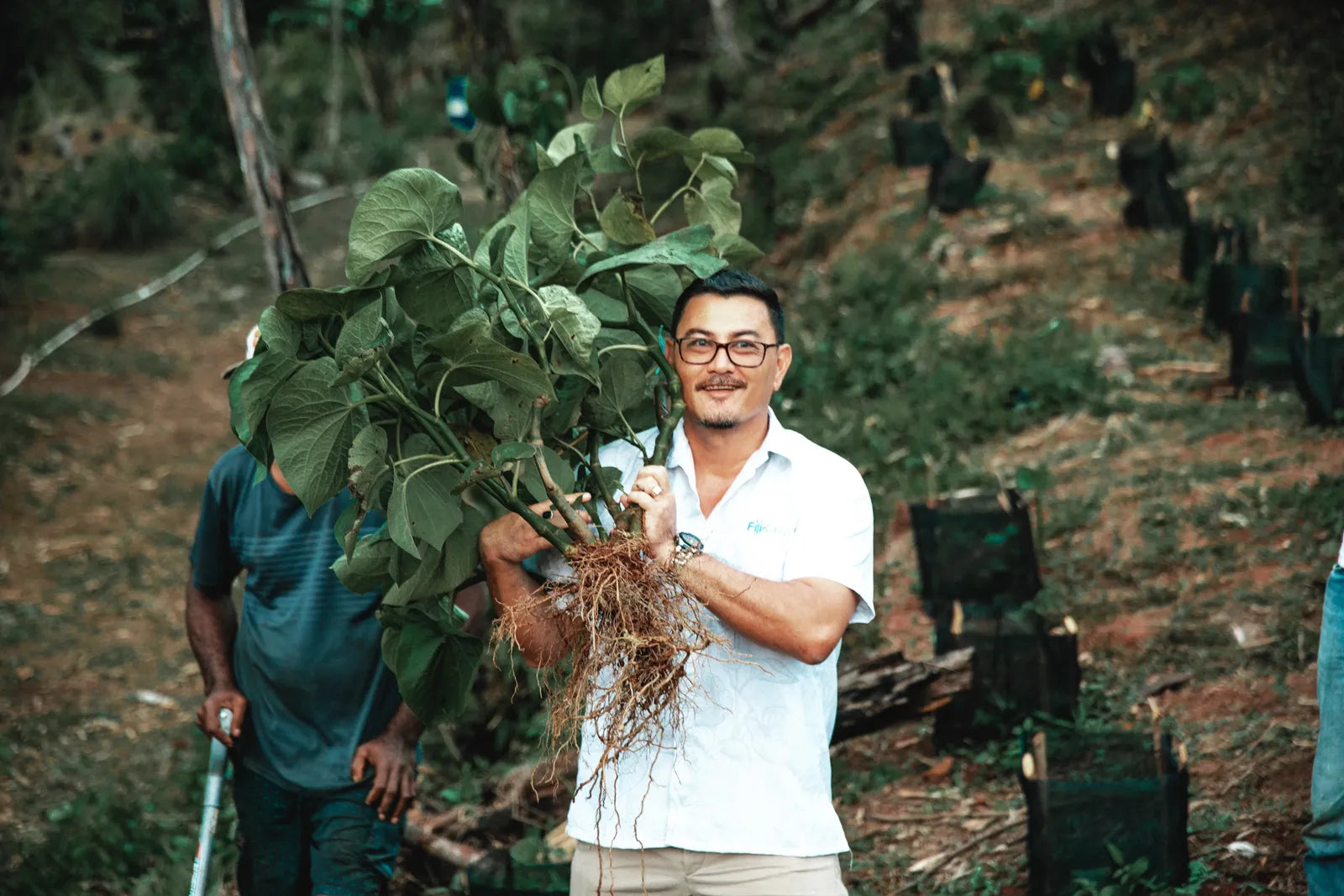 FijiKava team member carrying a young kava plant at a partner nursery